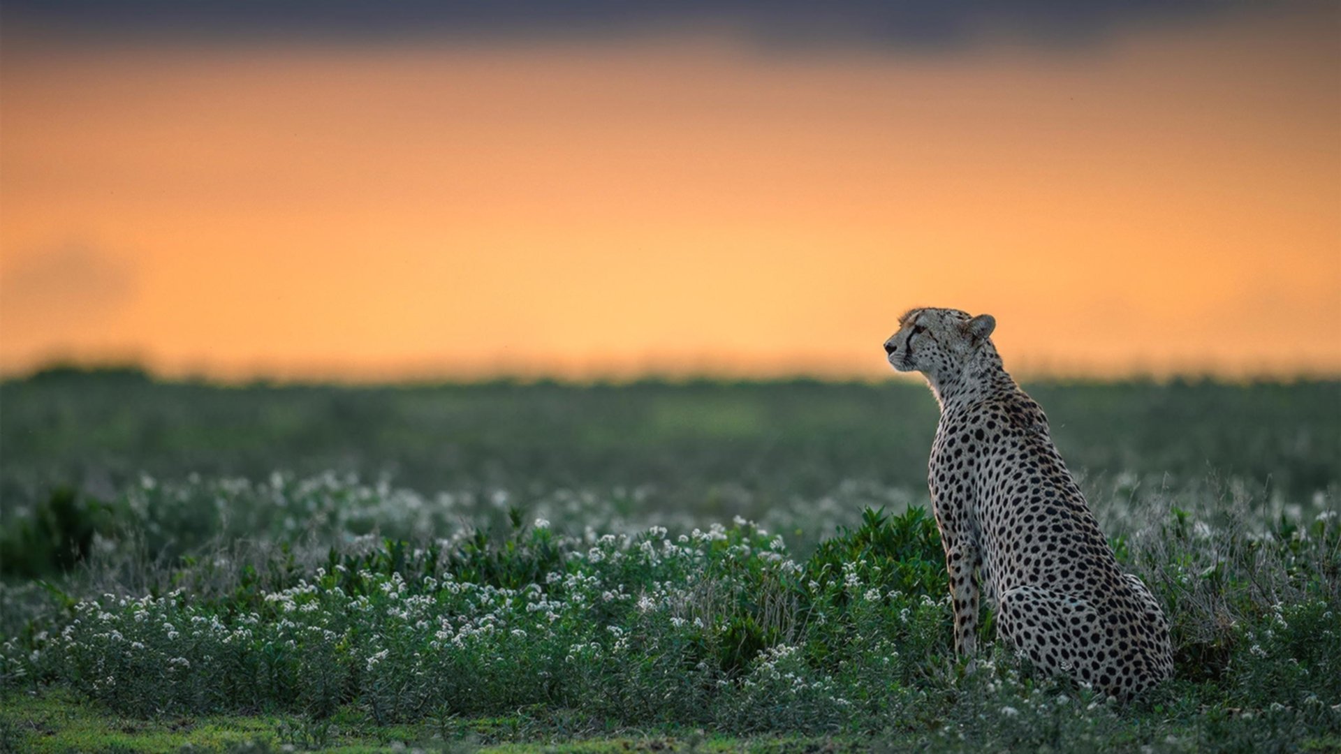 爱游戏体育-【超级逆转】奥沙利文：在赛场上演的逆风翻盘，奥沙利文70分逆转