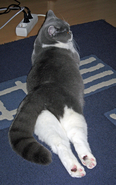 爱游戏官方网站-“德甲夺冠集团火拼,胜负悬念究竟归谁?”,德甲连冠