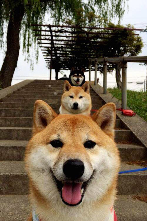 爱游戏-“意甲新星亮相,冲击联赛高峰”,意甲新赛季前瞻