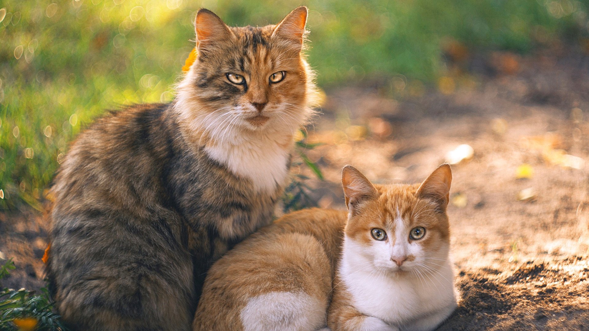 爱游戏体育官方网站-东京新星引领日本奥运足球攻势，东京足球奥运预选赛