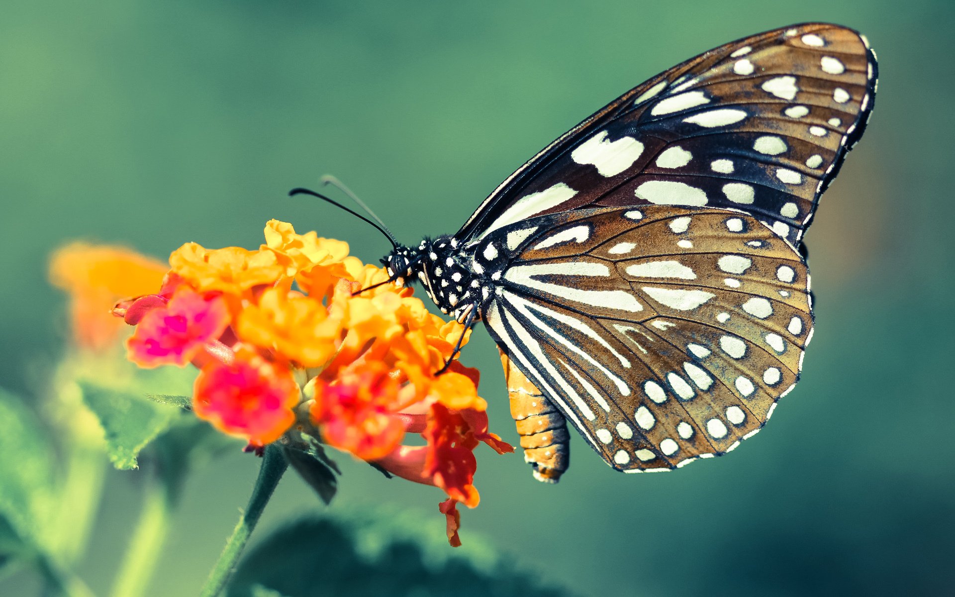 爱游戏平台-国际攀岩邀请赛，攀登高峰的竞技激情，国际攀岩排名