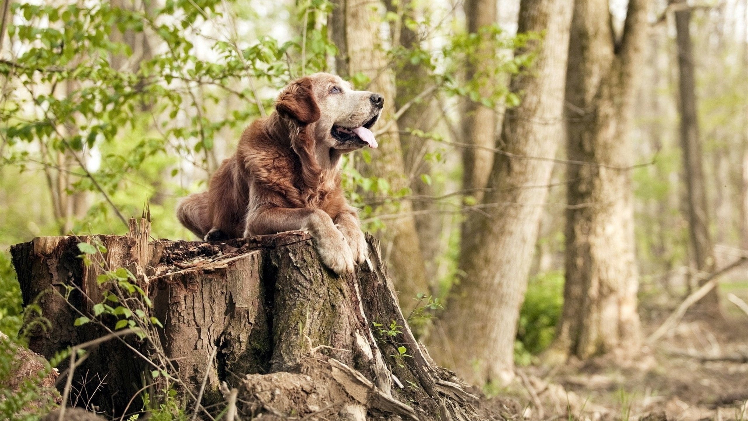 爱游戏登录入口-全国跆拳道锦标赛，武道精神激励青年，全国跆拳道锦标赛冠军