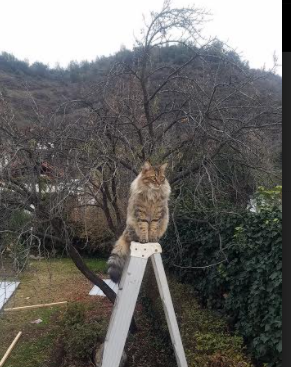 AIYOUXI.COM-荷兰男足在预选赛中失去奥运资格,荷兰男足在预选赛中失去奥运资格了吗