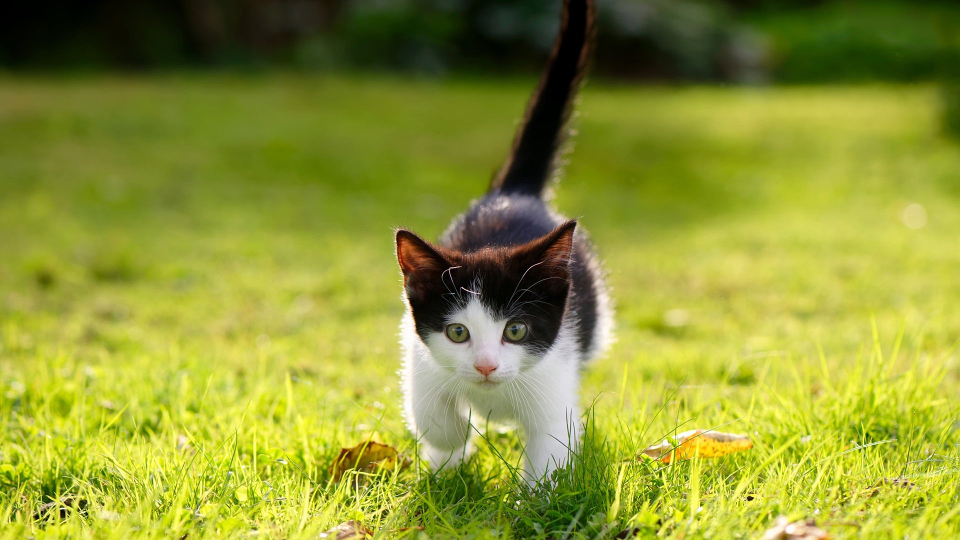 AYX体育官网-中国足球的职业联赛发展历程，中国足球的职业联赛发展历程是什么