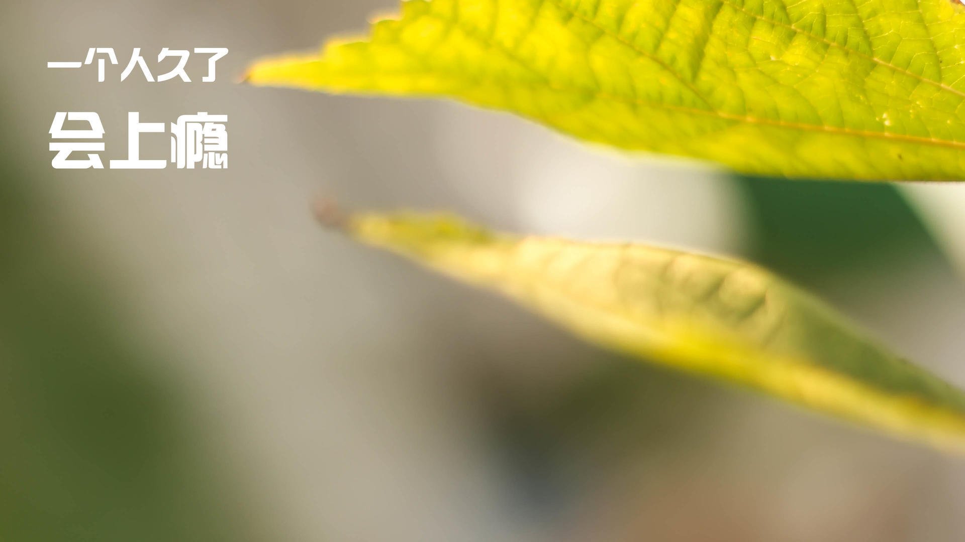 AYX GAME-仁川联防守表现提升,仁川联队vsfc首尔