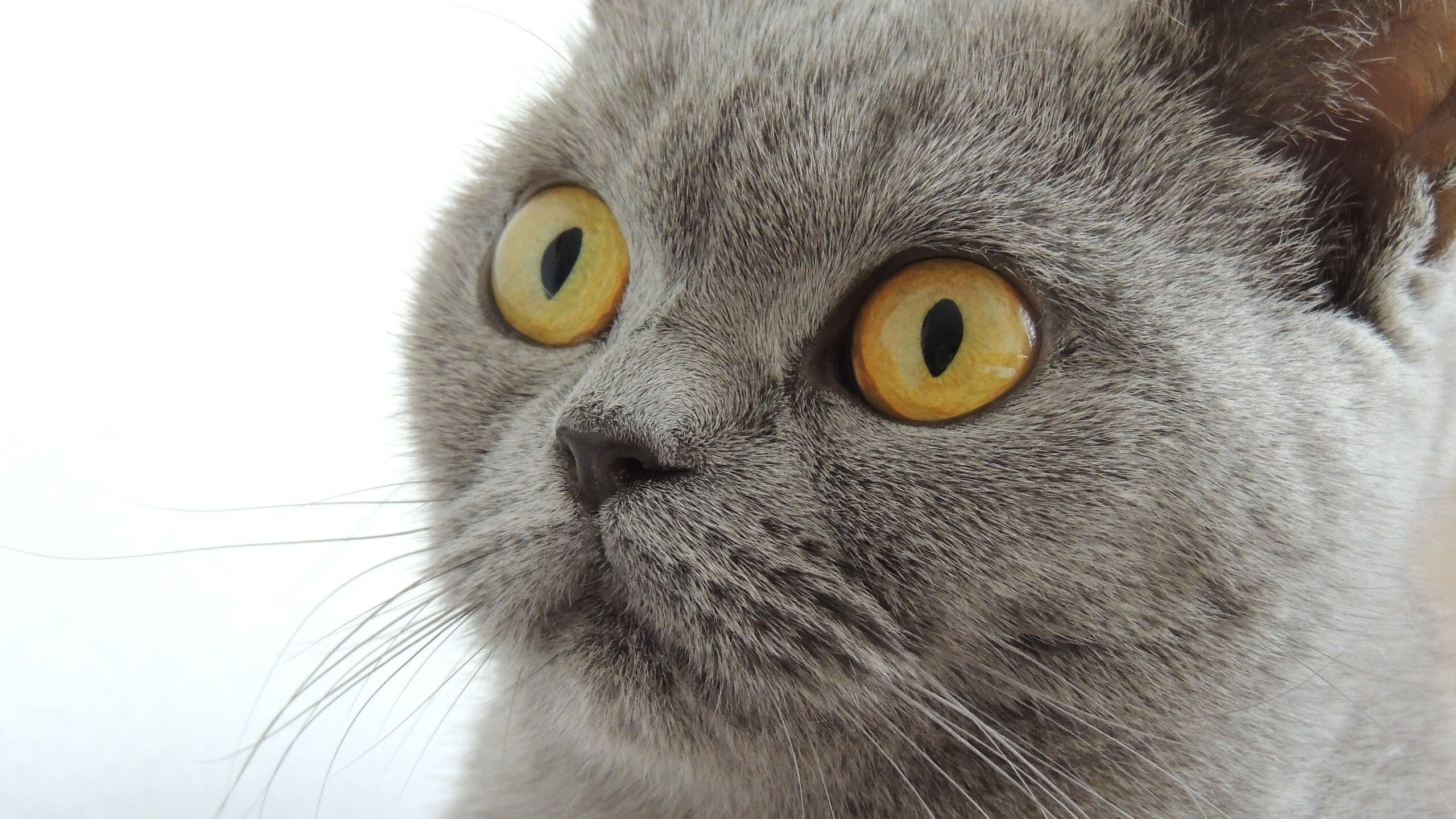 AYX体育官网-中国足球产业链多元化发展,中国足球产业链多元化发展趋势