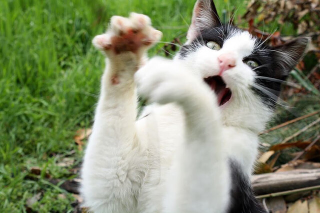 AYX SPORTS-凯尔特人塔图姆再破得分纪录，凯尔特人塔图姆再破得分纪录