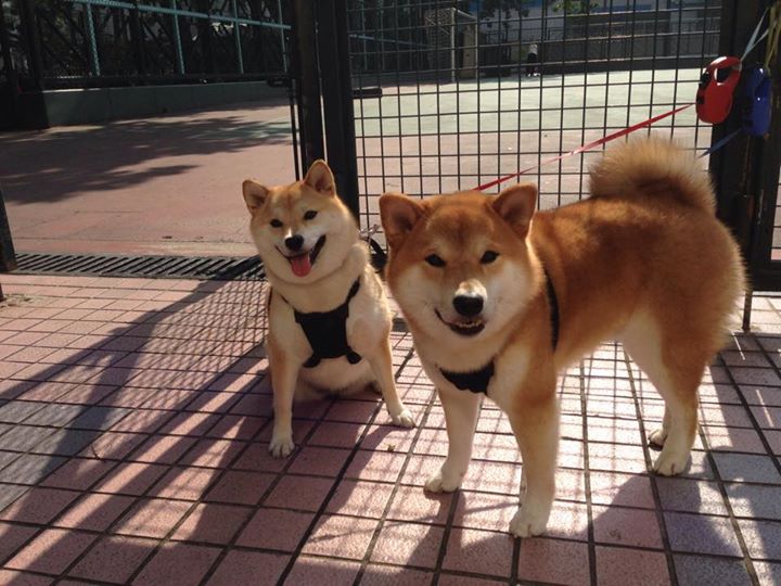 多特蒙德主场4-0大胜美因茨，豪取八连胜，多特蒙德vs美因茨 直播