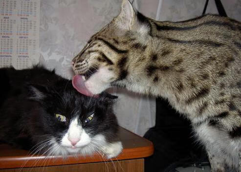 爱游戏-中国队决赛突破极限刷新个人纪录，中国队夺冠瞬间总集合